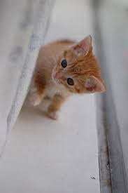 Baby Black And Orange Kitten Dsc 0041 Jpg Cute Baby Animals Baby Cats Cute Cats