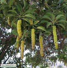 Image result for Phytolacca dioica