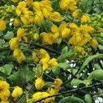 Image result for Senna petersiana