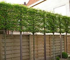 Bamboo fence panels bamboo screens bamboo privacy bamboo. Pin On Garden Screening Ideas