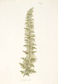 Image result for Artemisia afra