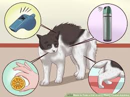 How To Train A Cat To Stop Doing Almost Anything Cat Behavior Cat Care Cat Training