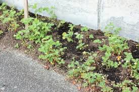 We did not find results for: Thinning And Replanting Strawberry Plants Managing A Healthy Garden