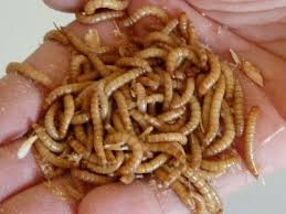 We did not find results for: First Company In The World To Obtain Market Approval For Insect Based Fertilizer