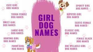 You'll find both male and female puppy Girl Dog Names Top Female Dog Names Of 2021 Backed With Vibrant Meanings Petmoo