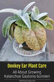 Donkey Ear Plant Care All About Growing Kalanchoe Gastonis Bonnieri In 2020 Plant Care Plants Biennial Plants