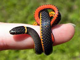 Ring Necked Snake Pixdaus Pet Snake Beautiful Snakes Reptile Snakes