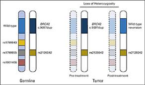 Image result for BRCA2
