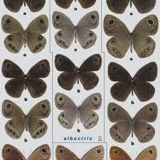 Image result for Scleria bambariensis