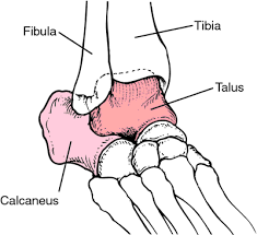 Talus Definition Of Talus By Medical Dictionary Ankle Anatomy Medicine Notes Lower Leg Bones