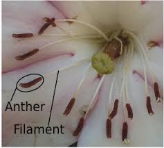 Image result for Andropterum