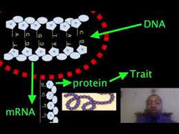 The lac operon is exquisitely controlled by a set of proteins, including a negative regulator and a positive regulator to keep the proper amount of beta galactosidase inside the cell. Dna Proteins Traits Youtube