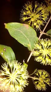 Image result for Viridivia suberosa