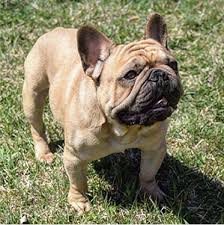 Is the french bulldog the right pet for your lifestyle? Verdant Frenchies Studs