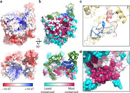 Linker/compiler/tool detector for windows, linux and macos. Structure Of The Sars Cov Nsp12 Polymerase Bound To Nsp7 And Nsp8 Co Factors Nature Communications