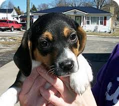 The puppies free screensaver will. Germantown Md Beagle Mix Meet Boomer A Puppy For Adoption Puppy Adoption Jack Russell Terrier Beagle Mix
