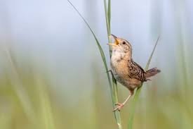 They have got one of the harsh voices. Birdist Rule 96 Know Which Wrens Live Near You Audubon