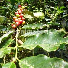 Image result for Coffea sp. A