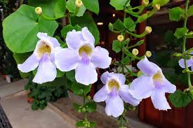 Image result for Thunbergia vogeliana