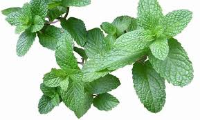 Rabbits can also eat cucumber leaves. Can Rabbits Eat Mint Leaves Flowers Or Stems Pet Care Advisors