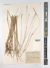 Image result for Elionurus tripsacoides