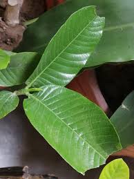 Image result for Gardenia resinifera