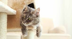 Cats like to scratch on sturdy surfaces, traditional scratchers bend and wobble which makes it hard for your cat to get a good scratch. Best Cat Tree Reviews And Tips To Help You Pick The Right Cat Tree