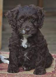 If You Adore Poodles Then You Will Absolutely Love Our Collection Of Best Selling T Shirts Mugs Etc For Poodle L Cockapoo Puppies Cockapoo Dog Black Cockapoo
