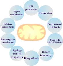 Hl tan lim & partners. Frontiers Mitochondria Potential Targets For Osteoarthritis Medicine