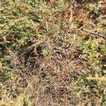 Image result for Eragrostis cylindriflora