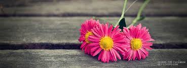 pink daisies facebook covers facebook profile covers facebook cover photos cover pics for facebook fb cover photos