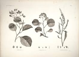 Image result for Cordia mukuensis