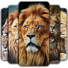 Lion digital wallpaper, predator, art, grin, the king, jean pierre. Lion Wallpaper Awesome Backgrounds Amazon De Apps Fur Android