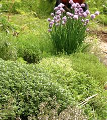 Rosemary also enjoys the company of beans, cabbage, and hot peppers. Companion Planting In The Organic Vegetable Garden The Gardener S Eden
