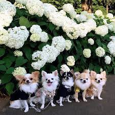 What An Adorable Bunch Conaruto Chihuahua Puppies Cute Chihuahua Chihuahua Dogs