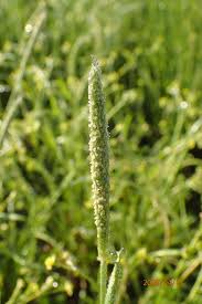 Image result for Eleocharis complanata