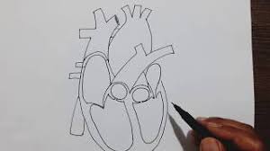 Extend two curved lines upwards from the irregular shape. Easy Trick To Draw Human Heart Youtube
