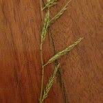 Image result for Eriochloa meyeriana