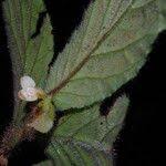 Image result for Begonia elatostemmoides