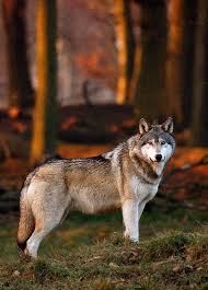 Wolf Watching 25 Media Tumblr C 2020 Vahsi Hayvanlar Kurt Ruhu Hayvan