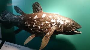 Unlike any other fish in the series, the coelacanth can only appear when it is raining or snowing, and it is the only fish to spawn in this unique manner. Four Legged Fossil Fish Predating Dinosaurs Found Alive In Indian Ocean