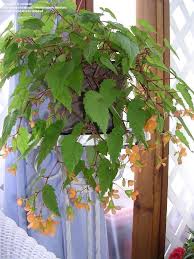 Image result for Begonia sutherlandii