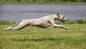 7 Types Of Greyhounds My Animals
