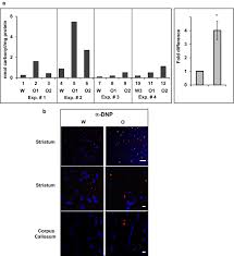 Atlas of the neonatal rat brain by ramachandra and subramanian describes rat brains at p1, p7 the series of atlases of the developing rat brain in stereotaxic coordinates that we propose here has. Carbonyl Protein Content Increases In Brain And Blood Of Female Rats After Chronic Oxycodone Treatment Bmc Neuroscience Full Text