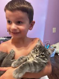 we need helppp. what breed do we think our kitten is. he will be turning 4  months this month. a little bit of main coon?