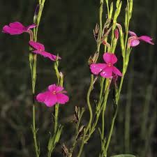 Image result for Striga aspera