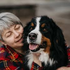 Natalka Skyrda 🏡🐾берн🐾лабрадор (@basarili_bernese_labrador) • Instagram  photos and videos