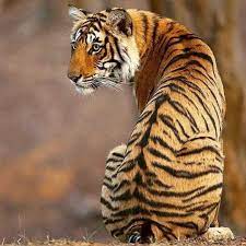 Belle Nuit Tiger Photography Indian Animals Animal References