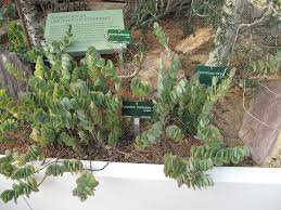 Kalanchoes will perish if overwatered, so be sure to allow the soil to dry. Kalanchoe Marnieriana Succulent City