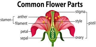 diagram of the parts of a flower sciencing